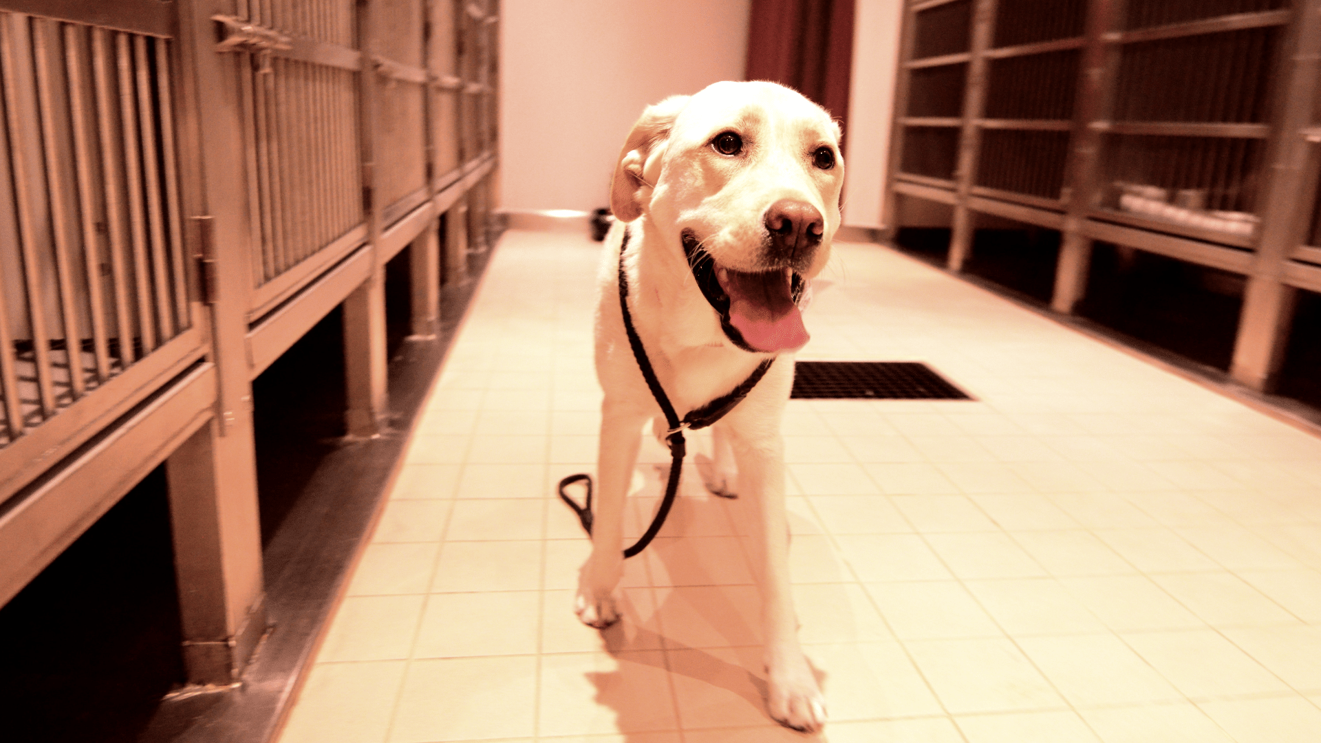 Boarding Admission Form Animal And Bird Health Care Center