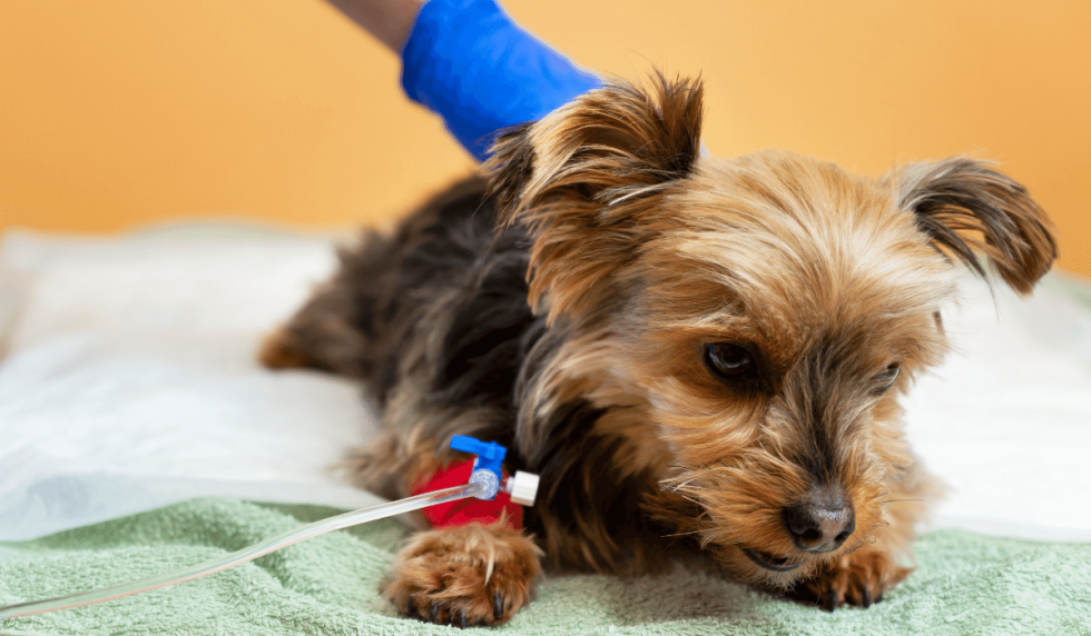 Animal & Bird Health Care Center & Hospital Cherry Hill, NJ 08003 Veterinary Services | Animal And Bird Health Care