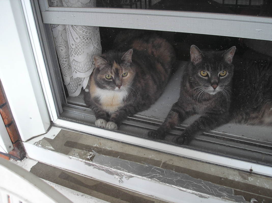 two cats in window