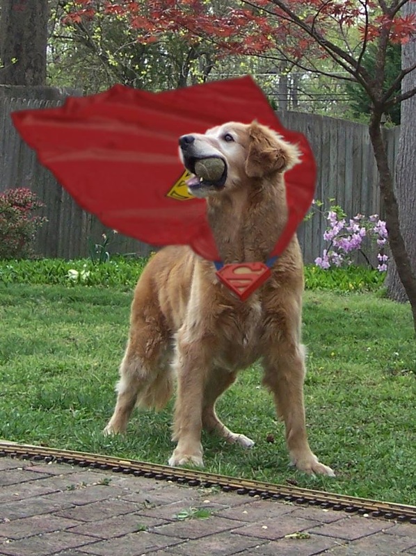dog with cape