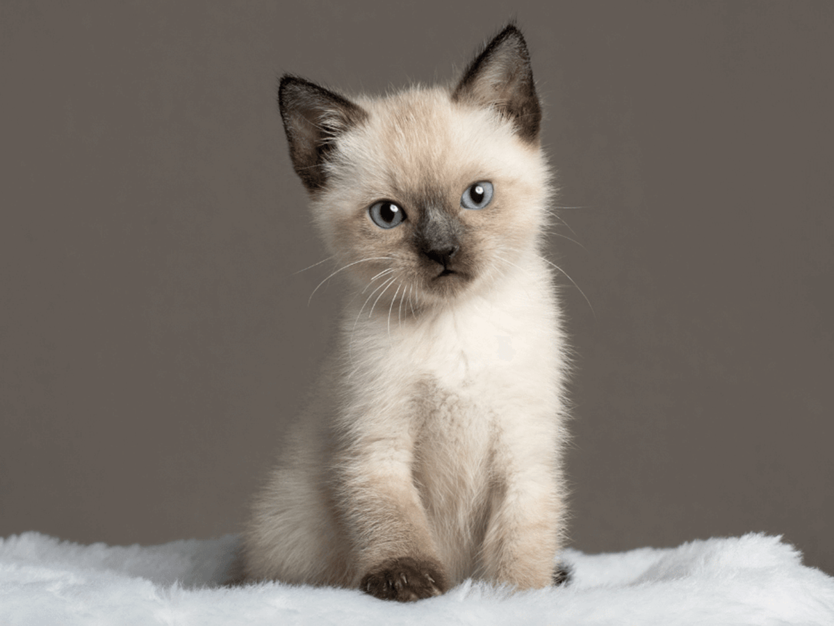 Small Mammal Health Care service Our Veterinary Team