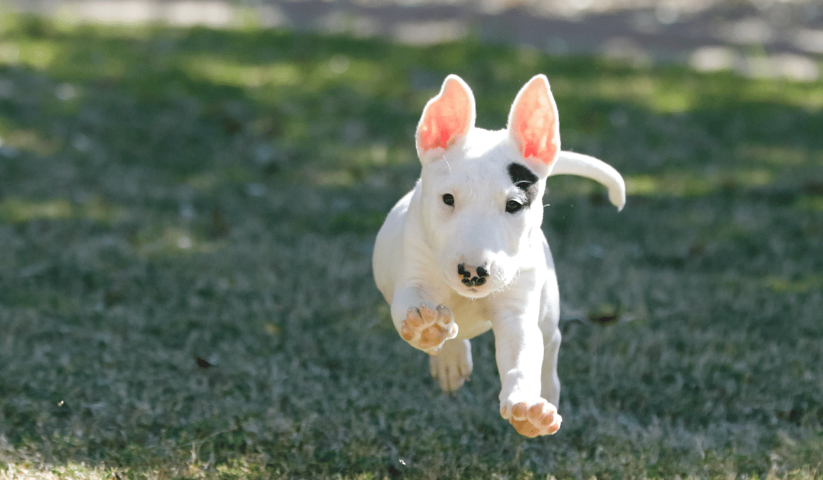 Small Mammal Health Care In Cherry Hill, NJ 08003 Animal And Bird