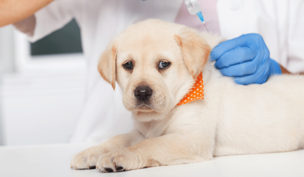 Cherry Hill, NJ 08003 Veterinary Services Animal And Bird Health Care