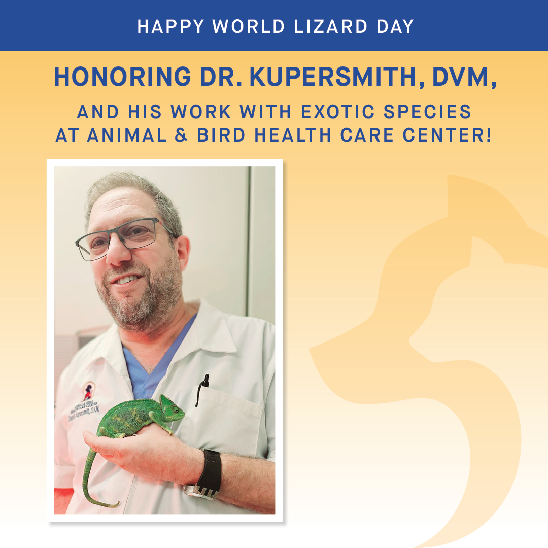 Dr. Kupersmith, DVM - Happy World Lizard Day