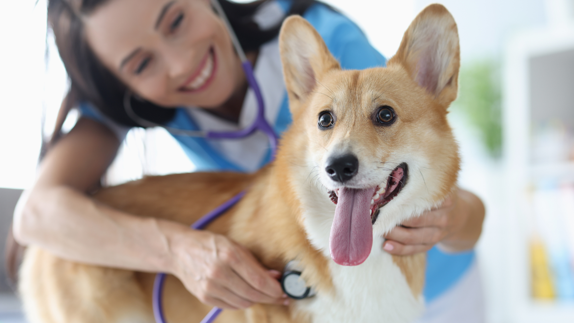 Animal & Bird Health Care Center & Hospital Best Vet Hospital In Cherry Hill, NJ | Animal And Bird Health Care Center