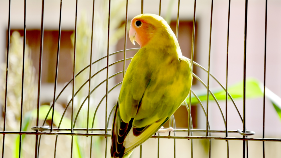 Cherry Hill, NJ 08003 Veterinary Services Animal And Bird Health Care