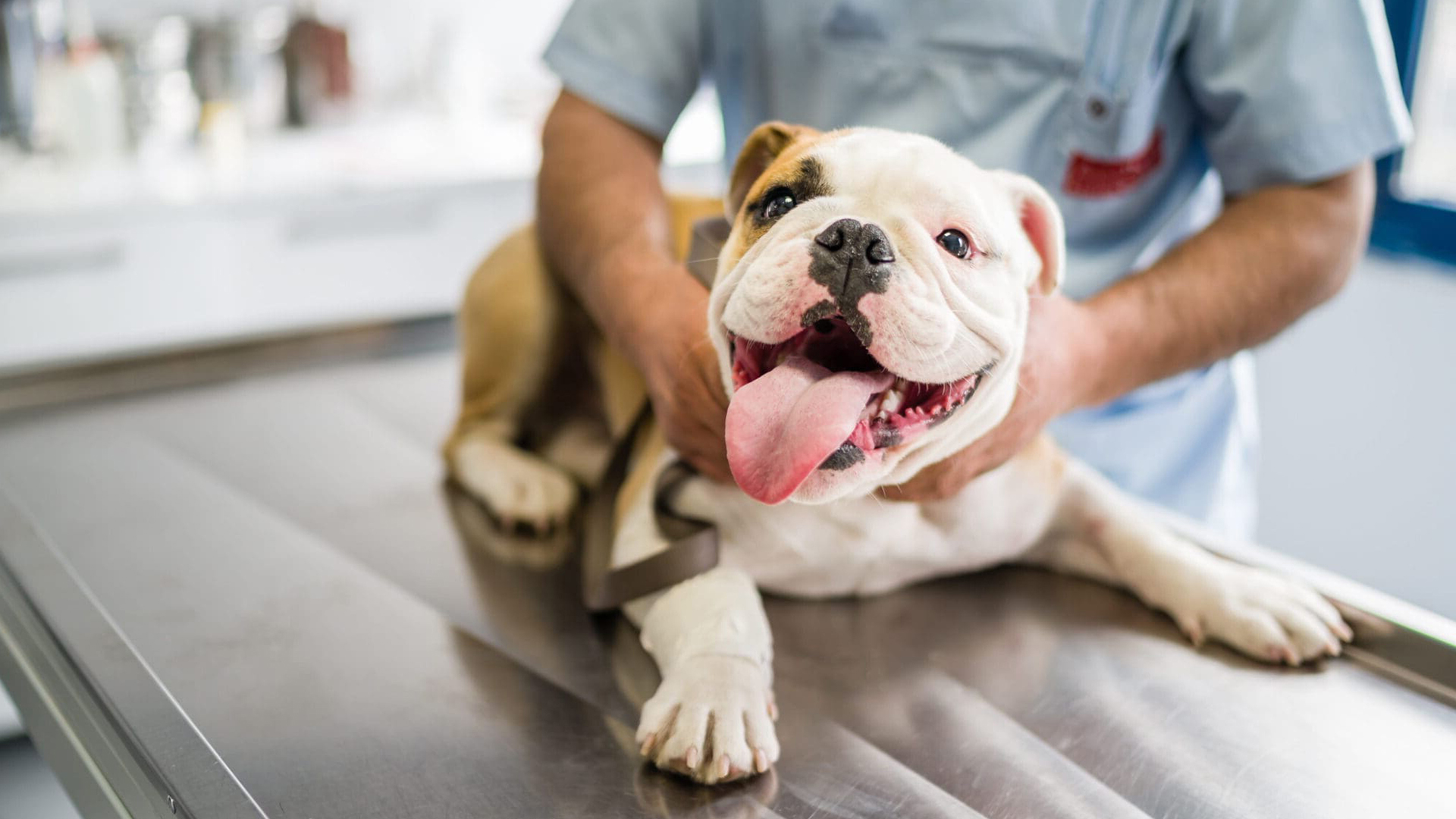 puppy receiving a routine veterinary exam on an examination table
